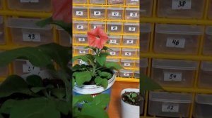 АМПЕЛЬНАЯ ПЕТУНИЯ ХЭНГ АУТ ДИП САЛМОН