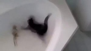 КОТЫ В ВОДЕ! Подборка прикольных видео ☺☺☺