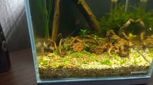 Аквариум 5 литров | Дизайн утвержден