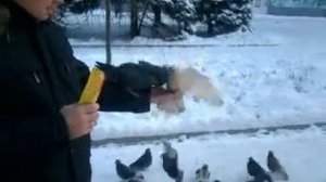 Донецкие голуби