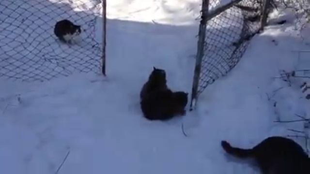 Коты на даче! Зима 2012! смотреть онлайн