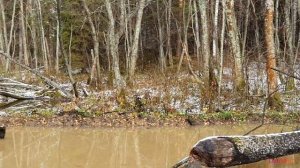 Места обитания бобра. Хата бобра и его плотины.