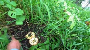 ГРУЗДИ НЕ ОТПУСКАЮТ МЕНЯ ИЗ ЛЕСА 2020