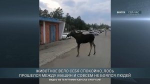 Дикий лось вышел к аэропорту Братска