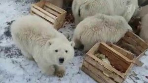 На архипелаге Новая Земля из-за нашествия белых медведей введен режим ЧС