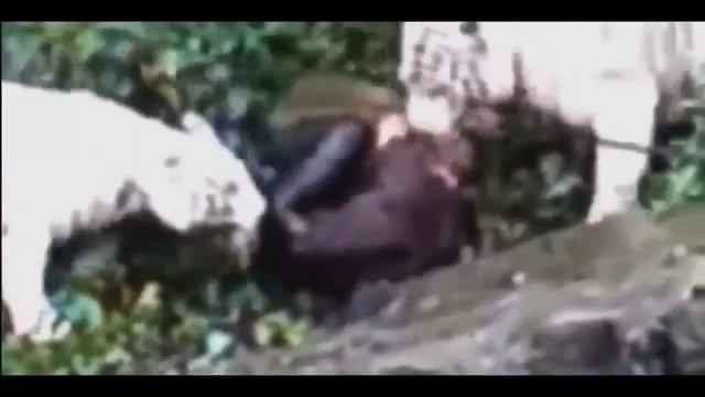 ЖЕСТЬ! Нападения животных на людей  Подборка  ч 2