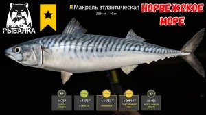 ТРОФЕЙНАЯ МАКРЕЛЬ НА КРЕВЕТКИ НОРВЕЖСКОЕ МОРЕ РУССКАЯ РЫБАЛКА 4 РР4