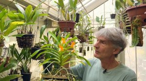 Episode 25 Vanda denisoniana 'Orange' and Prosthechea vitellina