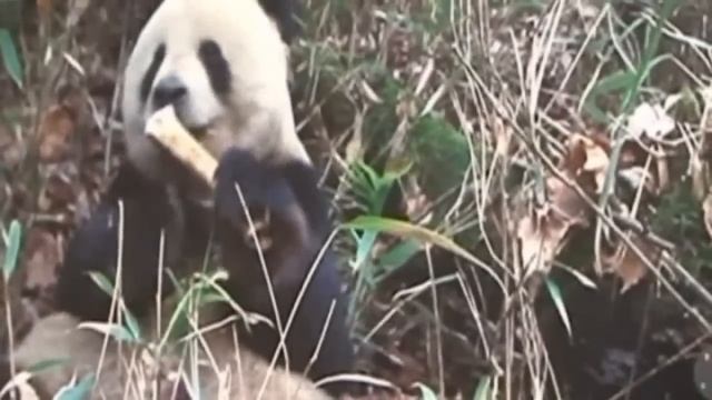 Giant panda captured on video gnawing on animal bone for the first time смотреть онлайн