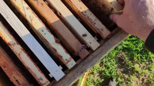 Две пчелиных семьи в одном лежаке, даю вощину несут рапс✅☝️🐝