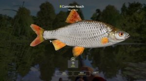 Russian Fishing 4 - Sura River - Trophy Common Roach - #30