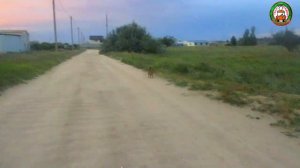 Арабатская стрелка, Стрелковое 2021