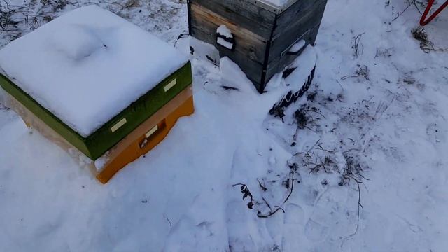 ЗИМОВКА ПЧЕЛ В СИБИРИ НА ВОЛЕ ПОД СНЕГОМ ! ПЕРВЫЕ ПОТЕРИ ! ПЧЕЛОВОДСТВО ДЛЯ НАЧИНАЮЩИХ!