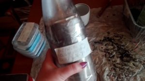 Морковь из рассады. Плюсы и минусы. Сибирская дача
