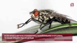 Какой церковный праздник 8 августа 2022.