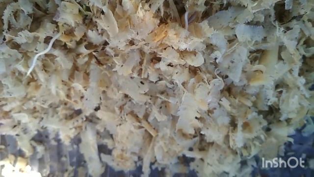 Быстрое проращивание кукурузы..