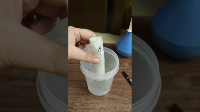 Проращивание семян в "скрутках"