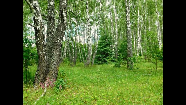 А. Фет. "Ель рукавом мне тропинку завесила..." смотреть онлайн