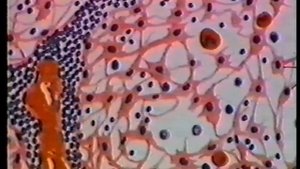 Анатомия и физиология человека. Общее знакомство с организмом человека.