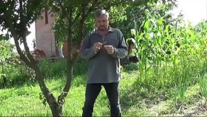 Свистулька из одуванчика