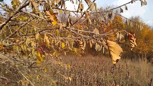 Медвежий горіх.10 років від посіву