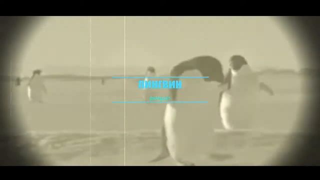 Животный мир Антарктиды#животные#антарктида