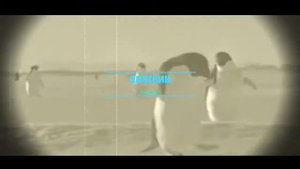 Животный мир Антарктиды#животные#антарктида