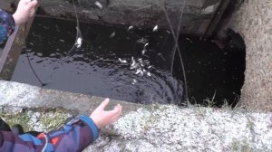 КАРП НА ПАУК! Рыбалка на паук в ручьях! ВОТ ЧТО ЗНАЧИТ ВО ВРЕМЯ ПРИЕХАТЬ!