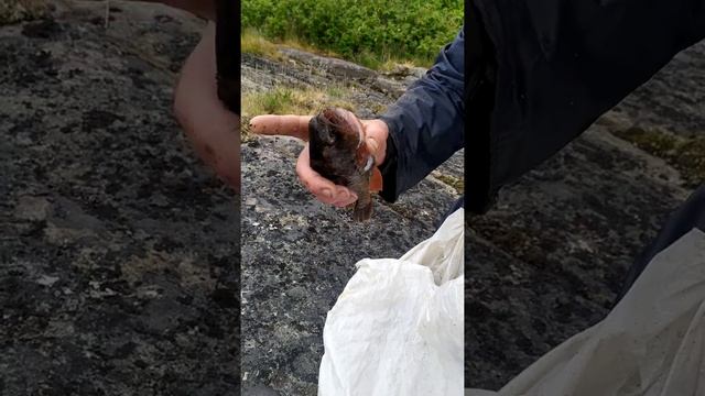 Рыба Белого Моря/ Рабочеостровск/ Карелия смотреть онлайн