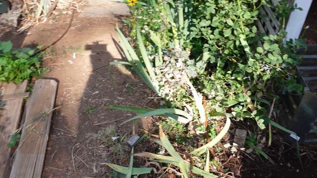 Dividing Iris | Transplant Iris | Iris Flower in a Pot смотреть онлайн