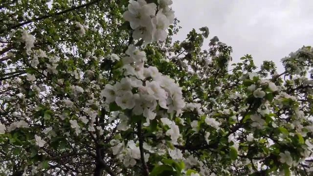 Очень красиво яблоня цветёт! Весеннее цветение!