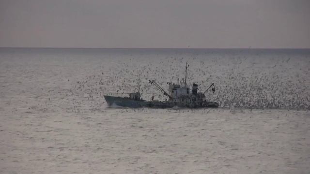 Анапа нашествие чаек: 10 казнь египетская смотреть онлайн