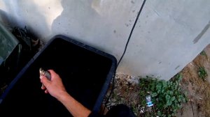 пруд на участке , зарыбляем карпа и карася