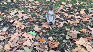 Парки Лондон.Сент Джеимс Парк.Каникулы Лондон.Лондон один День.Лондон Обзор.Лондон Сегодня Видео