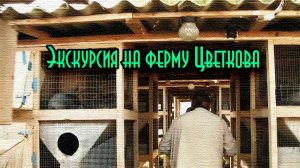Экскурсия по кроликоферме А. Цветкова