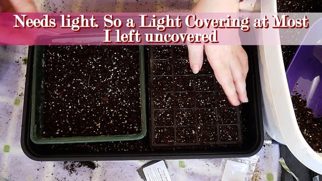 Petunias etc. Why No Vids. Sow & Tell | Allotment Growing - Enplotment смотреть онлайн