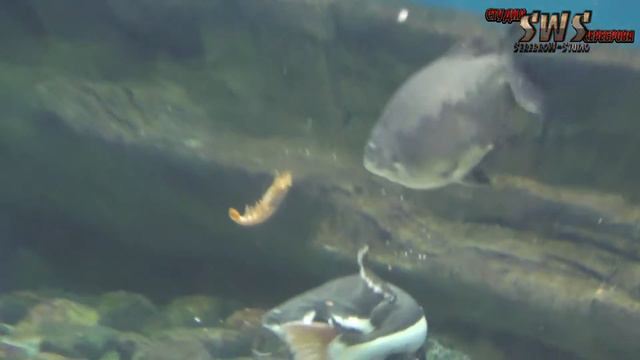 SWS:Москвариум (Океанариум на ВДНХ) смотреть онлайн