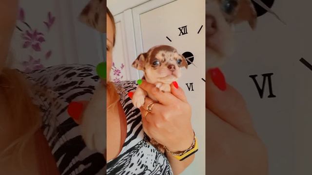 дорого продажачихуахуа мерль Марго ЧИХУАХУА питомник Кастропуло Крым 89787458062