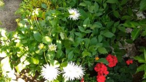Цветы Георгины. Цветы в саду. Георгин White Star. Dahlias. Dahlia. Dahlien. Dahlie White Star.