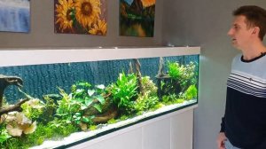 Водоросли...Победа! Их нет. Аквариум 250×60×50 на 750 л через 1,5 месяца после запуска. Часть 23.