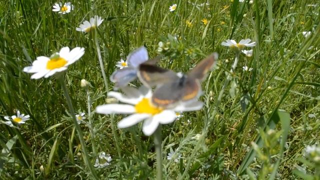 Ромашка и бабочки. Брачный сезон. смотреть онлайн