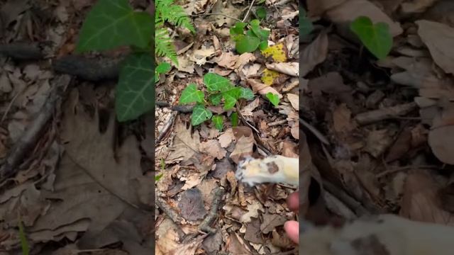 Bu mantar yenir mi? 1 - Russula virescens - Küflü mantar