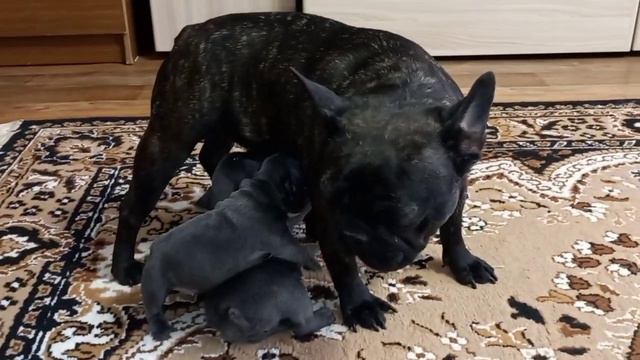 25.04.22 исполнился 1 месяц щенкам Жади. #французскийбульдог #щенкифранцузскогобульдога #курск смотреть онлайн