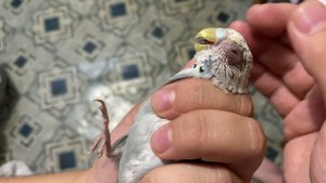 Конъюнктивит у попугая. У попугая воспалился глаз? Рассказываю что делать!