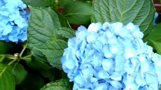 *Nikko Blue Hydrangea Shrub* +Summer Flowers+Hydrangea Bush+ смотреть онлайн