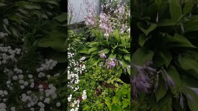 Что посадить на влажном участке.#хештег#моишестьсоток #хоста