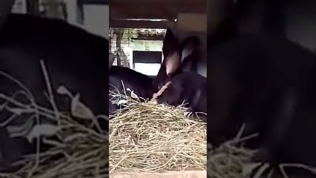 Кролики великаны, Немецкий Ризен - черный смотреть онлайн