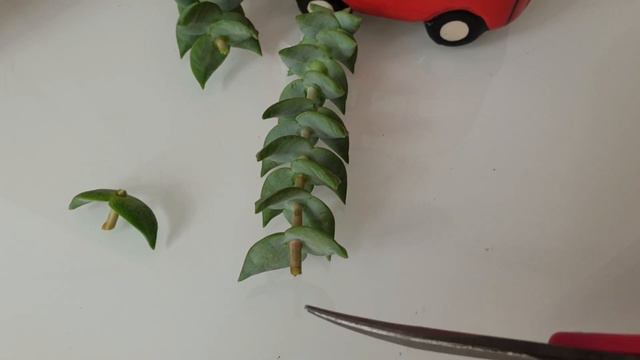 Размножаю крассулу. Мои новиночки. смотреть онлайн