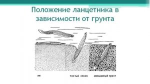 Ланцетник. Тип Хордовые. Часть 1. Онлайн подготовка к ЕГЭ по Биологии.