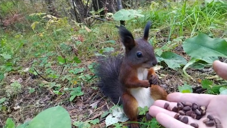 Белочка сломалась